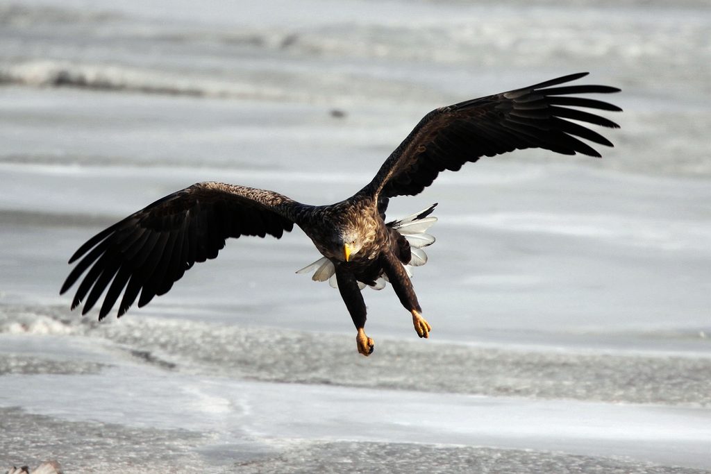 波斯尼亚险胜芬兰,希望重现的简单介绍 波斯尼亚险胜芬兰,希望重现的简单介绍
